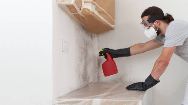 Professional Basement Mold Remediation technician working in Duluth, MN